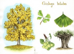 The Life Upgrades - Gingko biloba