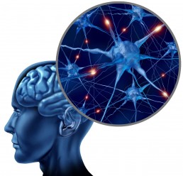 The Life Upgrades - Neuroplasticity